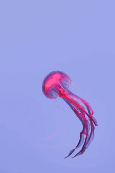 Glowing jellyfish chrysaora pacifica underwater — Stock Photo, Image