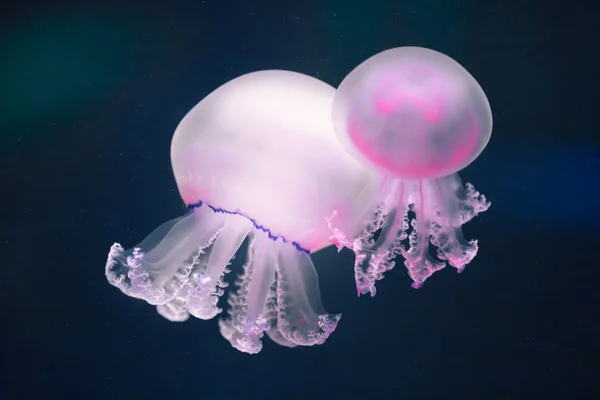 Dos medusas moradas rhizostoma pulmo bajo el agua — Foto de Stock
