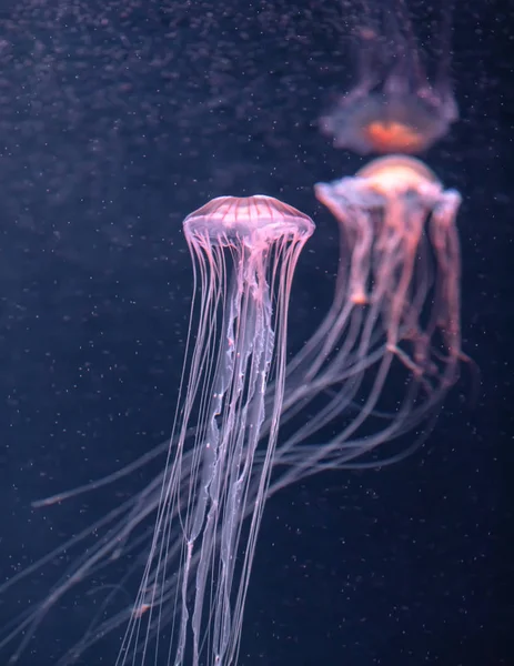 Ragyogó medúza chrysaora pacifica víz alatt — Stock Fotó