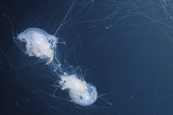 Sea nettle jellyfish with long tails — Stock Photo, Image