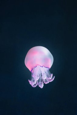 mor denizanası rhizostoma pulmo sualtı