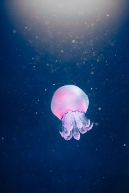 mor denizanası rhizostoma pulmo sualtı