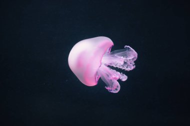 mor denizanası rhizostoma pulmo sualtı