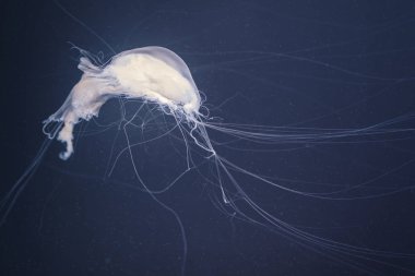 uzun kuyrukları ile deniz ısırgan denizanası