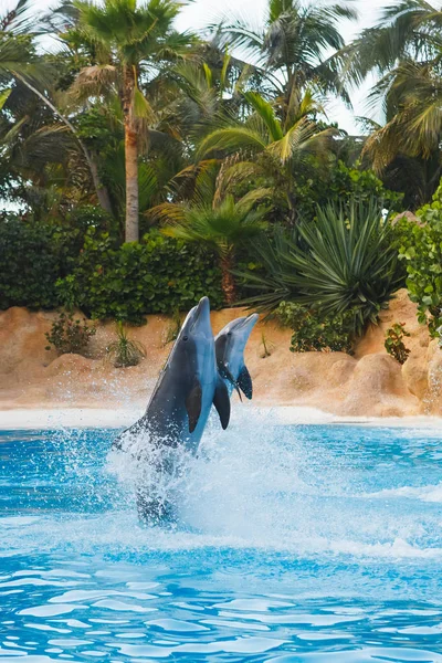 Dos delfines bailarines en agua azul — Foto de Stock