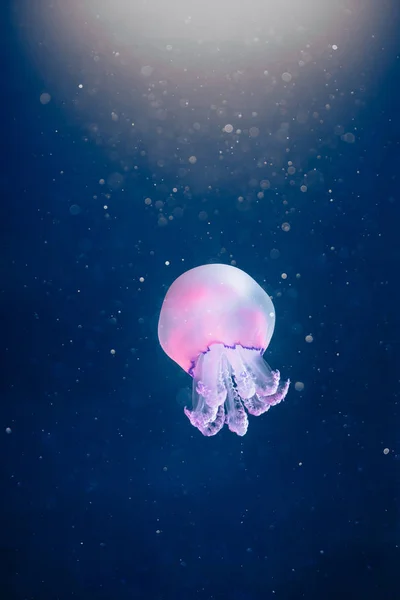 Medusas moradas rhizostoma pulmo bajo el agua — Foto de Stock