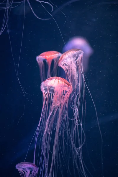 Glowing jellyfish chrysaora pacifica underwater — Stock Photo, Image