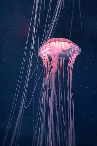 Medusas brilhantes chrysaora pacifica subaquático — Fotografia de Stock