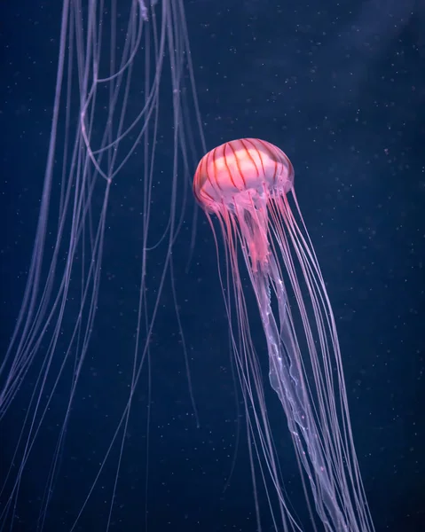 Glowing jellyfish chrysaora pacifica underwater — Stock Photo, Image