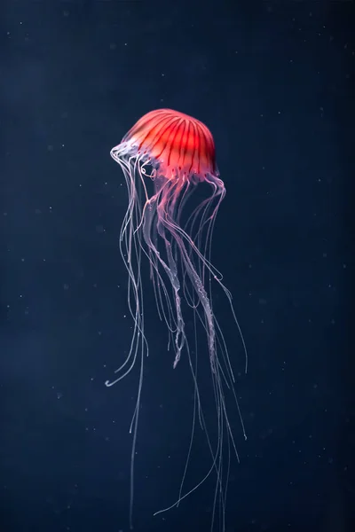 Glowing jellyfish chrysaora pacifica underwater — Stock Photo, Image