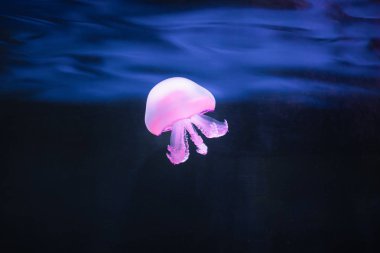 mor denizanası rhizostoma pulmo sualtı