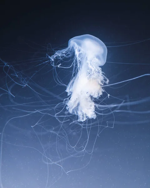 Medusas de ortiga marina con colas largas —  Fotos de Stock