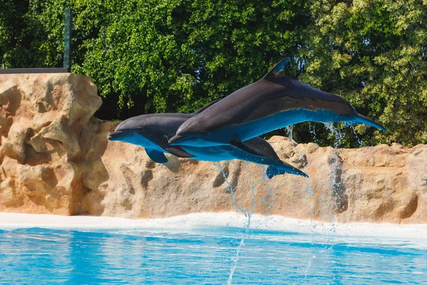 Δύο δελφίνια που πηδούν σε μπλε νερό — Φωτογραφία Αρχείου