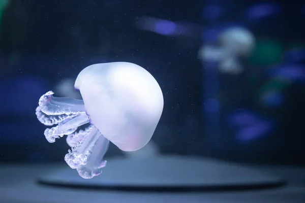 Jellyfish rhizostoma pulmo underwater — Stock Photo, Image