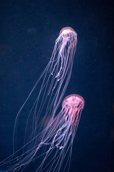 Medusas brilhantes chrysaora pacifica subaquático — Fotografia de Stock