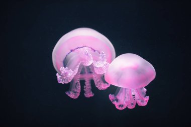 iki mor denizanası rhizostoma pulmo sualtı