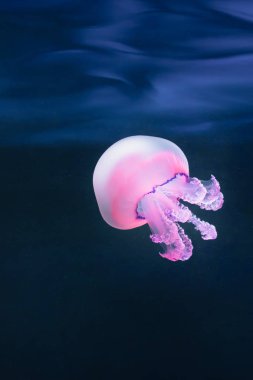 mor denizanası rhizostoma pulmo sualtı