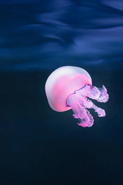 Purple jellyfish rhizostoma pulmo underwater — Stock Photo, Image