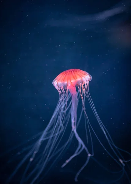 Glowing jellyfish chrysaora pacifica underwater — Stock Photo, Image