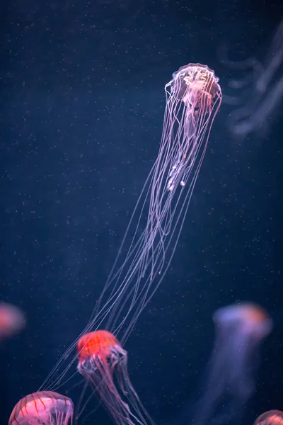 Glowing jellyfish chrysaora pacifica underwater — Stock Photo, Image