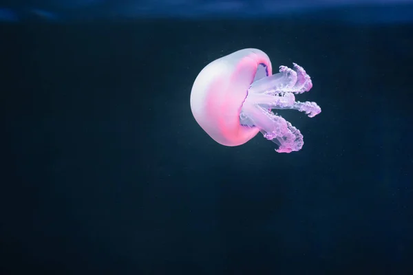 Medusas moradas rhizostoma pulmo bajo el agua — Foto de Stock