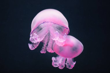 iki mor denizanası rhizostoma pulmo sualtı