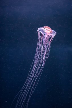 Suyun altında parlayan denizanası chrysaora pacifica