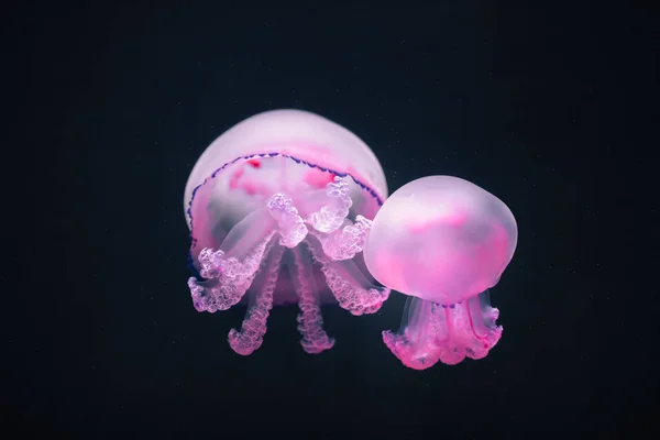 Dos medusas moradas rhizostoma pulmo bajo el agua — Foto de Stock