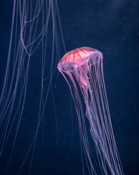 Светящиеся медузы chrysaora pacifica под водой — стоковое фото