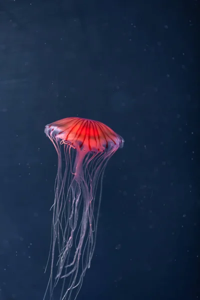Medusas brillantes chrysaora pacifica bajo el agua — Foto de Stock