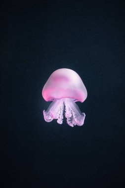 mor denizanası rhizostoma pulmo sualtı