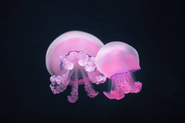 iki mor denizanası rhizostoma pulmo sualtı