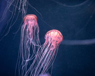 Suyun altında parlayan denizanası chrysaora pacifica