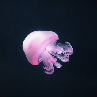 mor denizanası rhizostoma pulmo sualtı