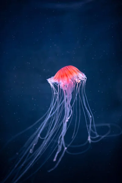 Suyun altında parlayan denizanası chrysaora pacifica — Stok fotoğraf