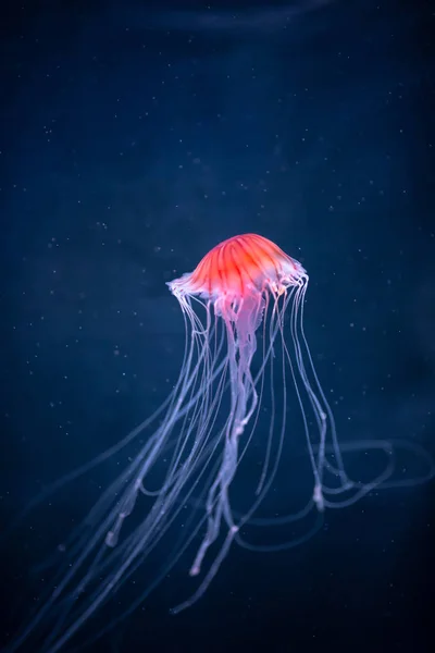 Medusas brilhantes chrysaora pacifica subaquático — Fotografia de Stock