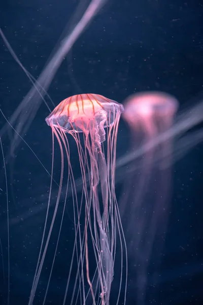 Glowing jellyfish chrysaora pacifica underwater — Stock Photo, Image