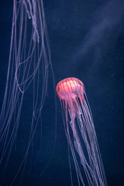 Glowing jellyfish chrysaora pacifica underwater — Stock Photo, Image