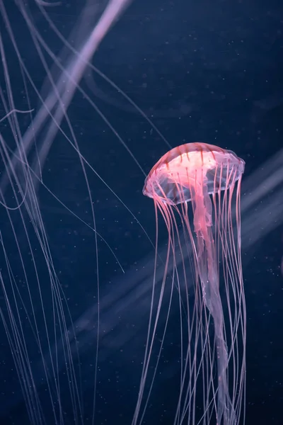 Ragyogó medúza chrysaora pacifica víz alatt — Stock Fotó