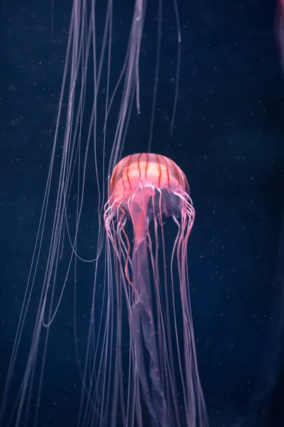 Glowing jellyfish chrysaora pacifica underwater — Stock Photo, Image