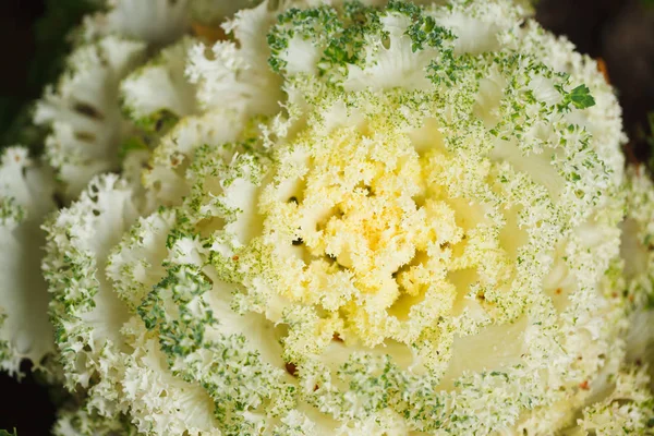 盛开的观赏植物卷心菜花（花椰菜），特写 — 图库照片