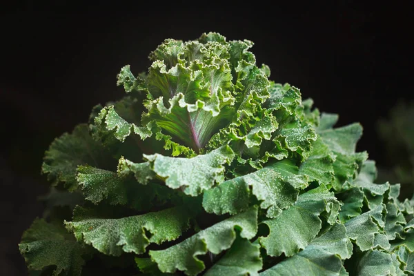 Ornamental cabbage flower (cauliflower) with frost, black background — Stock Image Ornamental cabbage flower (cauliflower) with frost, black background Royalty Free Stock Images