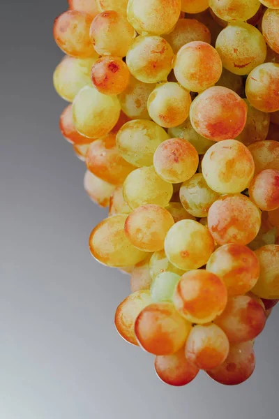 Part of grape vine, gray background — Stock Photo, Image