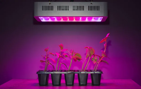 Cucumber Sprouts Led Light Grow Lamp — Stock Photo, Image
