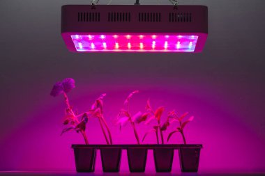 Salatalık, lamba altında büyür.