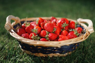 Çilek sepeti yeşil arka planda