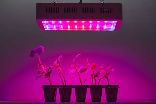 Uborka Csírák Led Light Grow Lámpa Alatt — Stock Fotó