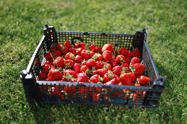 Strawberries Box Green Lawn Background — Stock Photo, Image