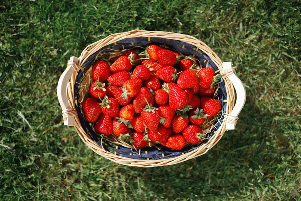 Strawberries Basket Green Lawn Background — Stock Photo, Image
