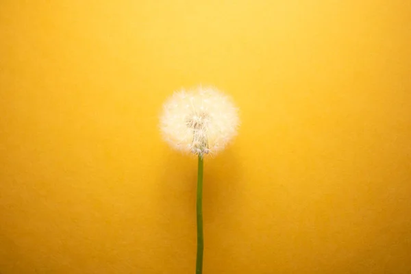 Pampeliška Květina Žlutém Pozadí — Stock fotografie